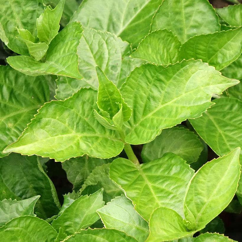 Hydrangea macrophylla Immaculata - Bauernhortensie (Foliage)