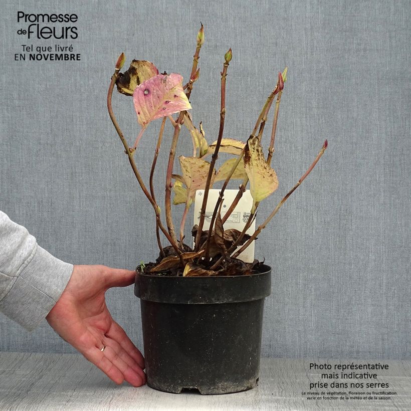 Example of Hydrangea macrophylla Teller Kardinal - Bauernhortensie Topf mit 2L/3L as you get in automne
