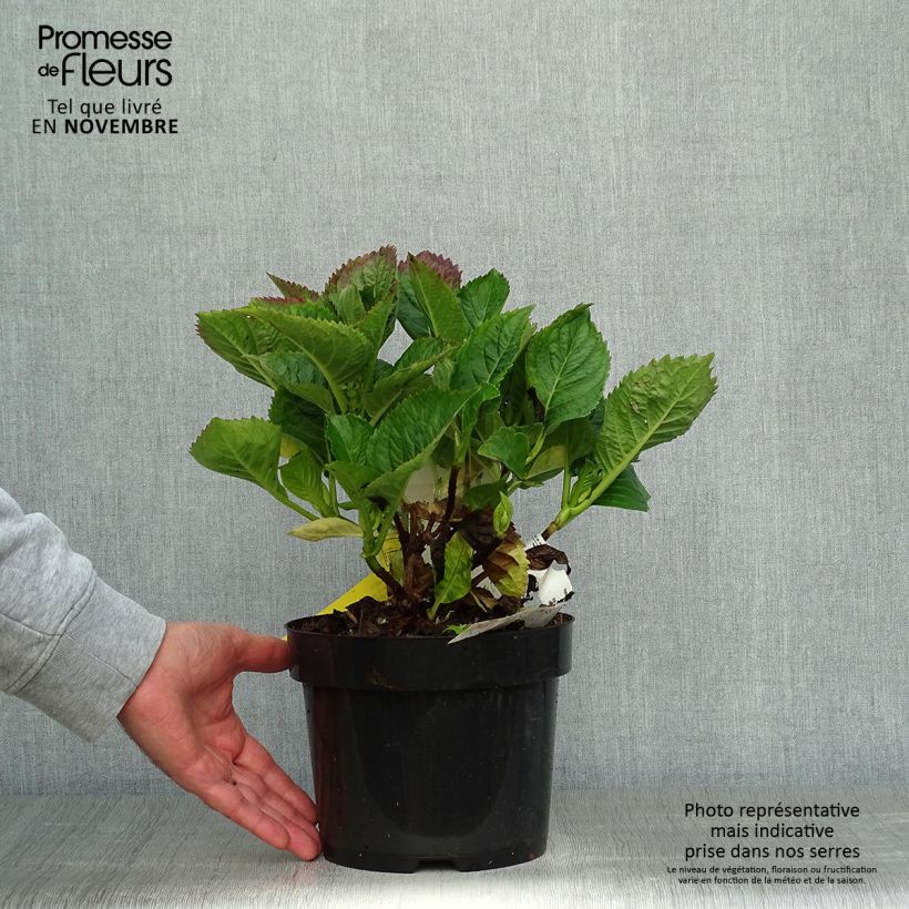 Example of Hydrangea macrophylla Kardinal Violet - Bauernhortensie Topf mit 2L/3L as you get in automne