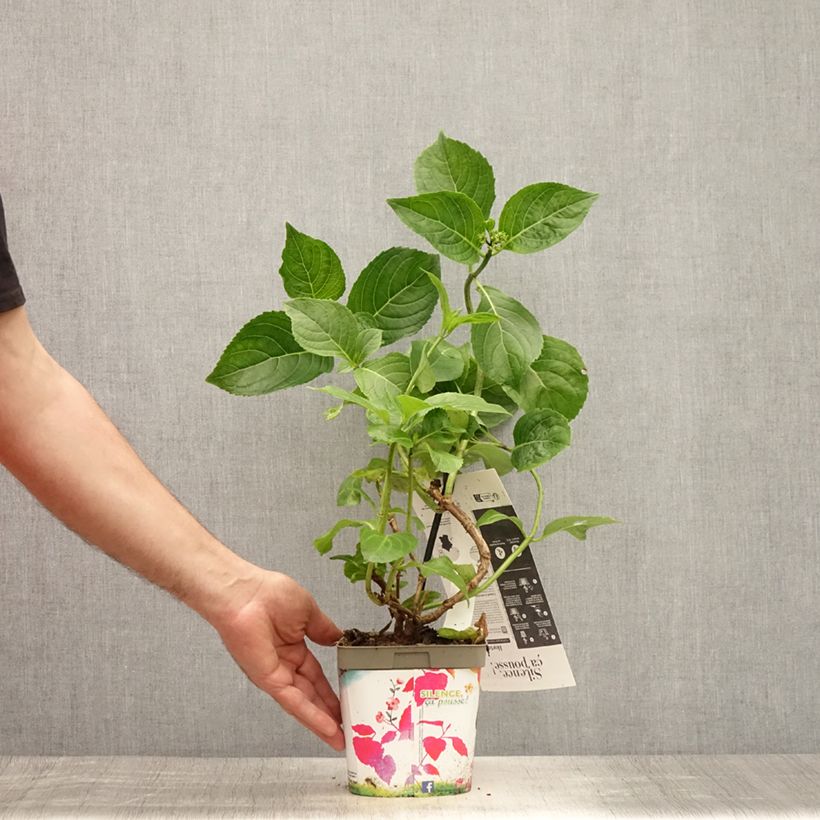Exemplar von Hydrangea macrophylla Kazan - Bauernhortensie Topf mit 2L/3L wie im Sommer geliefert