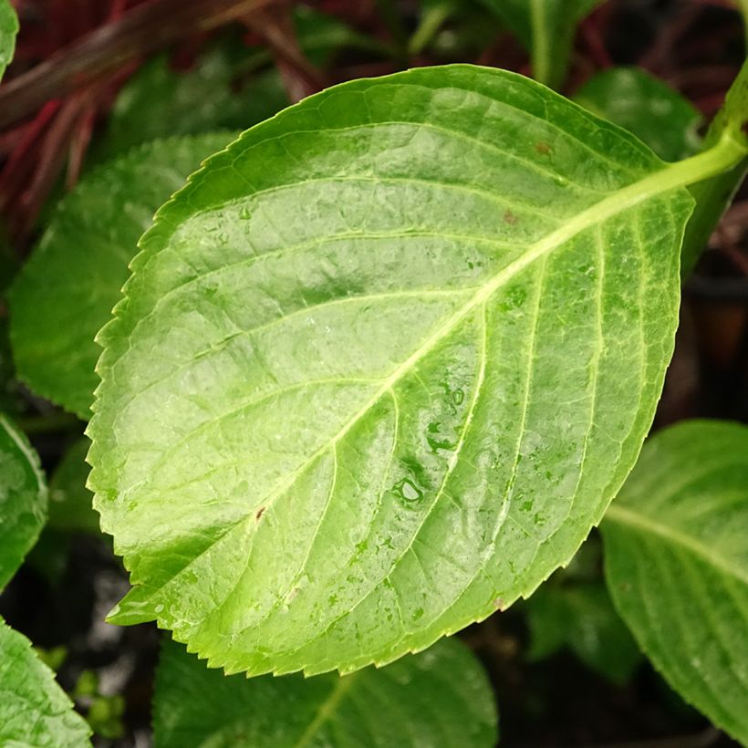 Hydrangea macrophylla Kazan - Bauernhortensie (Foliage)