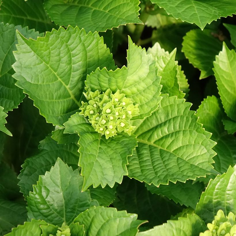 Hydrangea macrophylla Lady Mata Hari - Bauernhortensie (Foliage)