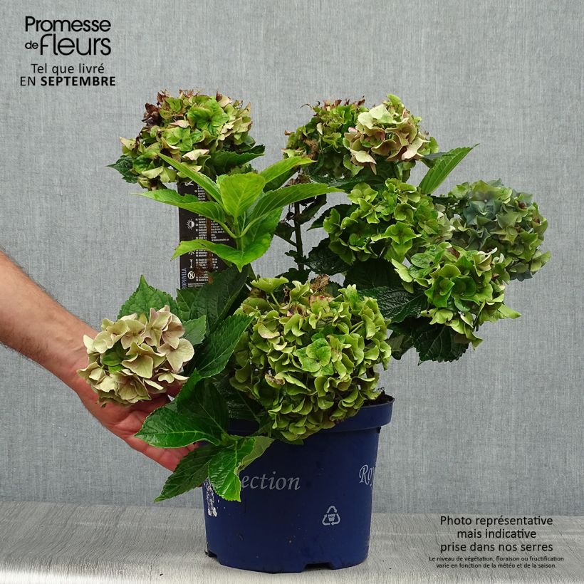 Example of Hydrangea macrophylla Lady Mata Hari - Bauernhortensie Topf mit 4L/5L as you get in automne