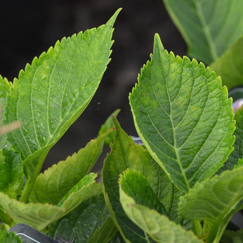 Hydrangea macrophylla Lady Nobuko - Bauernhortensie (Foliage)