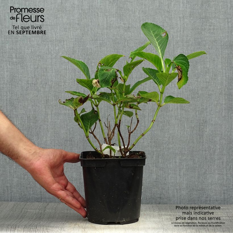 Example of Hydrangea macrophylla Lady Nobuko - Bauernhortensie Topf mit 2L/3L as you get in automne