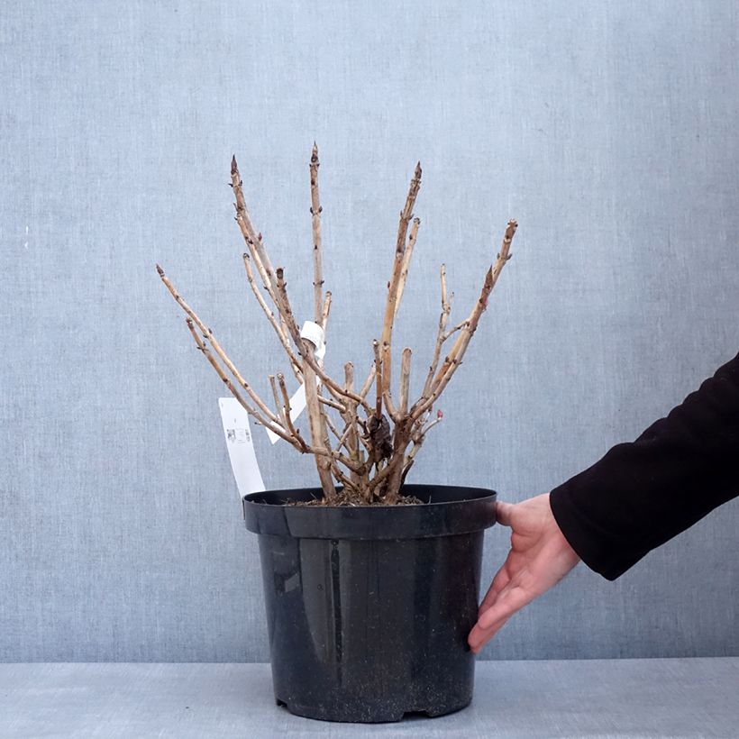 Exemplar von Hydrangea macrophylla Leuchtfeuer - Bauernhortensie Topf mit 7,5L/10L wie im Winter geliefert