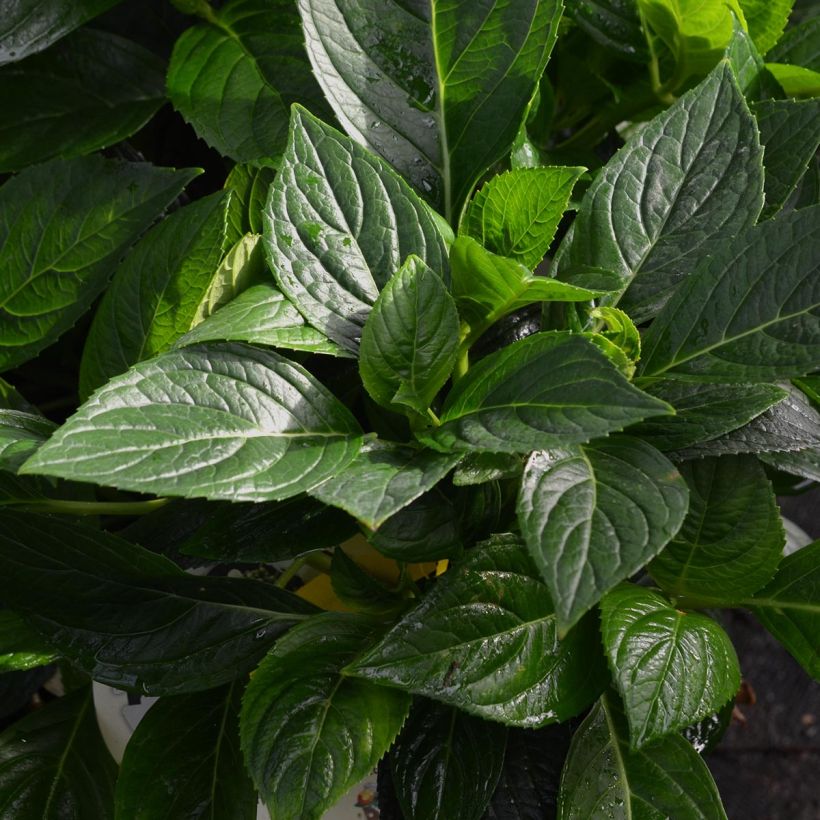 Hydrangea macrophylla Libelle - Bauernhortensie (Foliage)