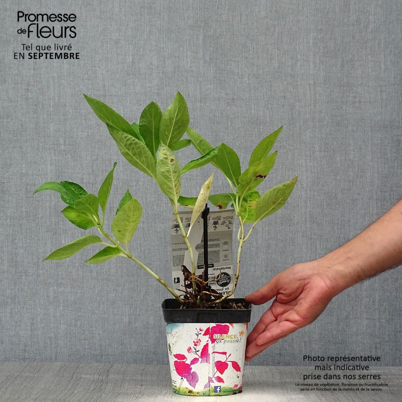 Example of Hydrangea macrophylla Libelle - Bauernhortensie Topf mit 2L/3L as you get in automne