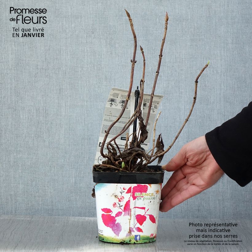 Exemplar von Hydrangea macrophylla Libelle - Bauernhortensie Topf mit 2L/3L wie im Winter geliefert