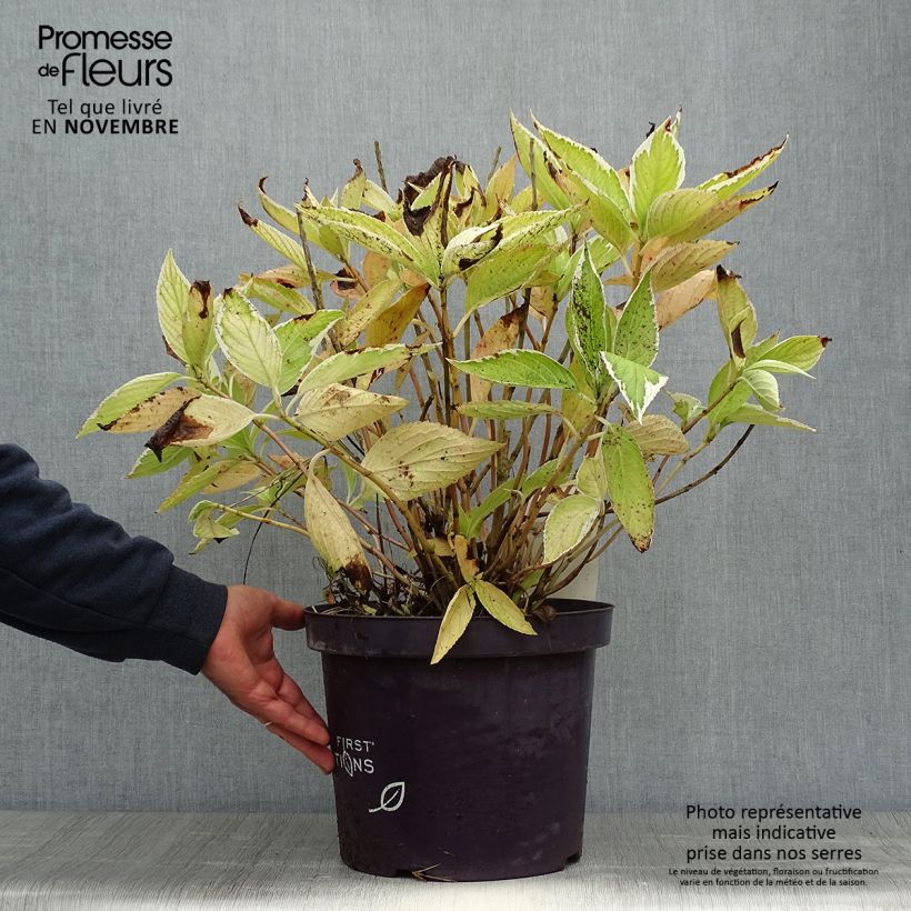 Example of Hydrangea macrophylla Light'o'Day - Bauernhortensie Topf mit 7,5L/10L as you get in automne