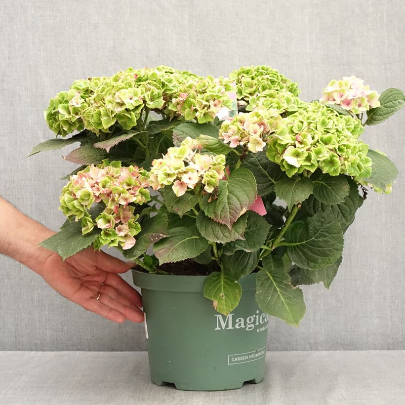 Example of Hydrangea macrophylla Magical Amethyst - Bauernhortensie Topf mit 4L/5L as you get in ete