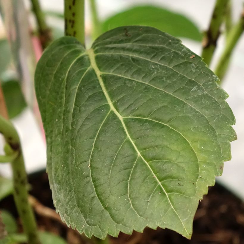 Hydrangea macrophylla Magical Jewel rosa - Bauernhortensie (Foliage)