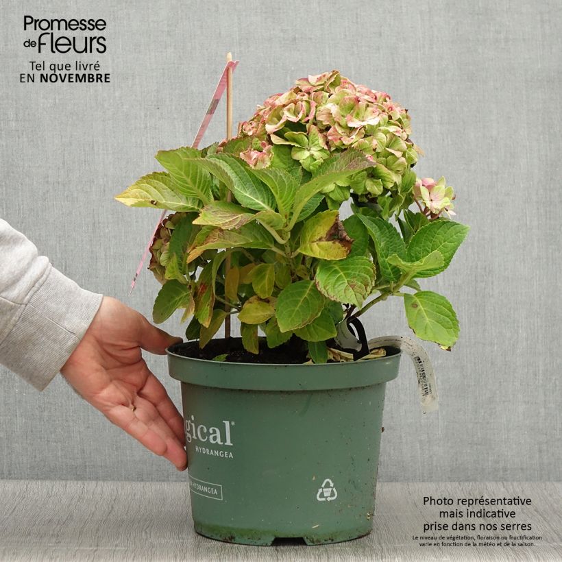 Example of Hydrangea macrophylla Magical Jewel rosa - Bauernhortensie Topf mit 4L/5L as you get in automne