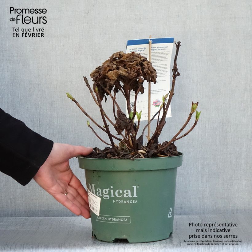 Exemplar von Hydrangea macrophylla Magical Jewel rosa - Bauernhortensie Topf mit 4L/5L wie im Winter geliefert