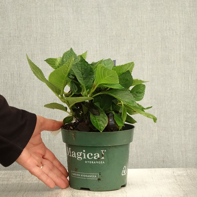 Example of Hydrangea macrophylla Magical Revolution Bleu - Bauernhortensie Topf mit 1,5L/2L as you get in automne
