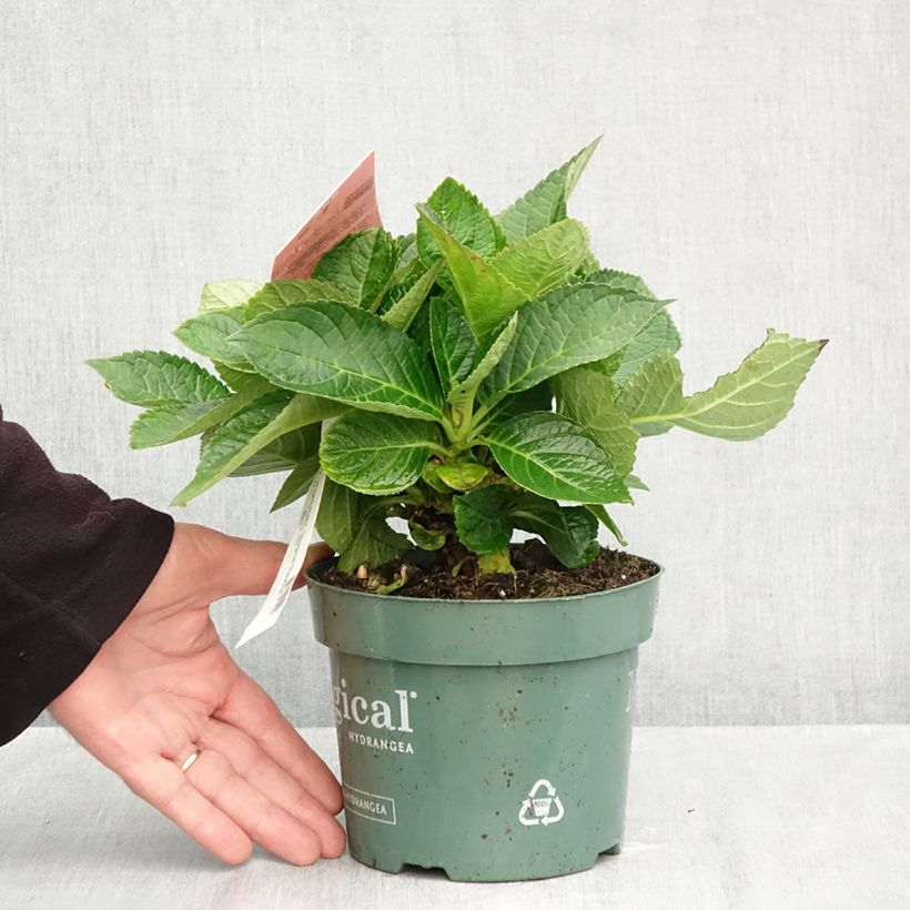 Exemplar von Hydrangea macrophylla Magical Revolution Rose - Bauernhortensie Topf mit 2L/3L wie im Herbst geliefert