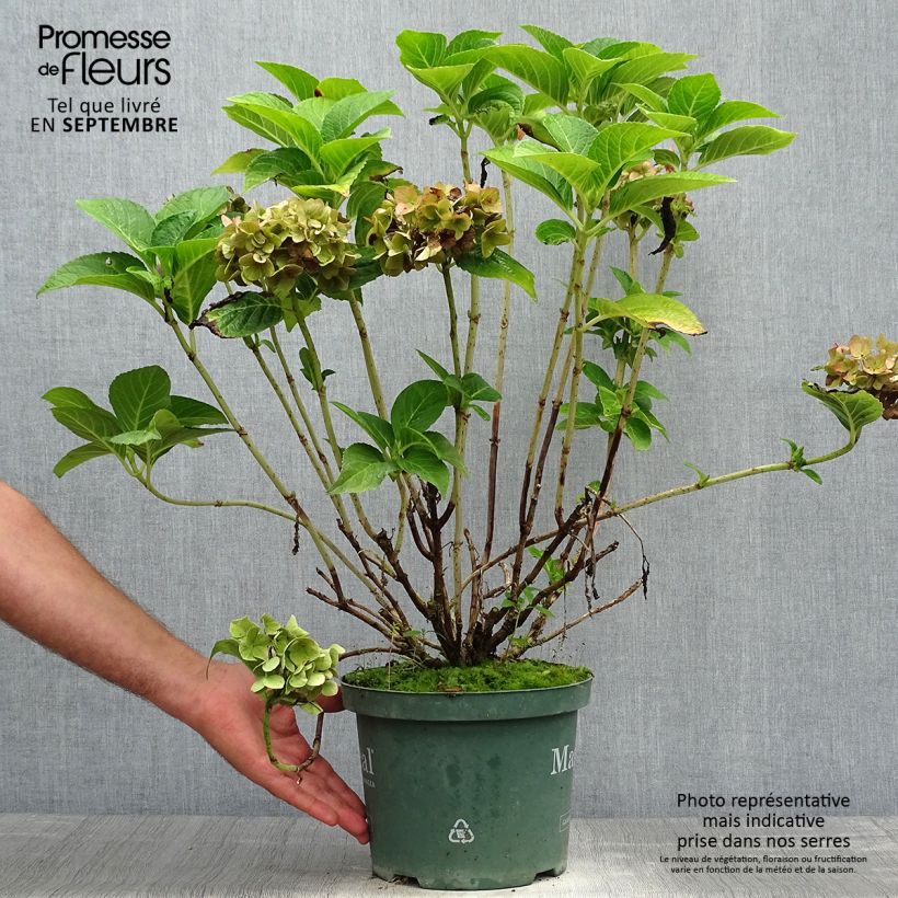 Example of Hydrangea macrophylla Magical Ruby Tuesday - Bauernhortensie Topf mit 2L/3L as you get in automne