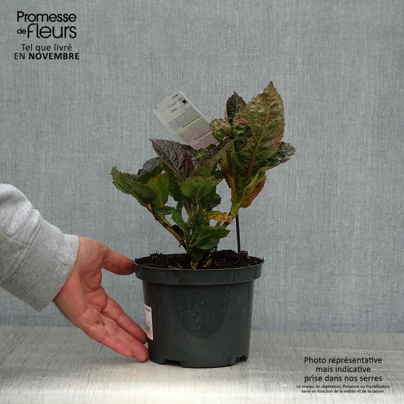Example of Hydrangea macrophylla Merveille Sanguine - Bauernhortensie Topf mit 2L/3L as you get in automne
