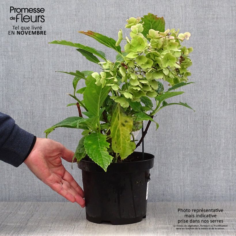 Example of Hydrangea macrophylla Teller Messalina - Bauernhortensie Topf mit 2L/3L as you get in automne