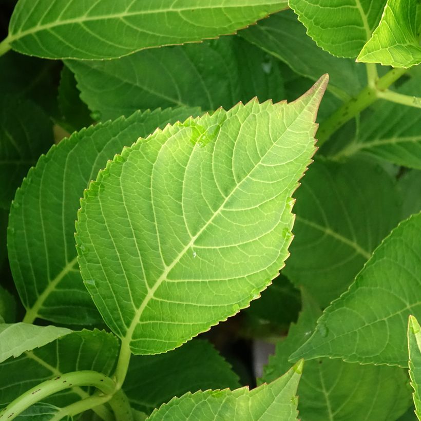Hydrangea macrophylla Teller Messalina - Bauernhortensie (Foliage)
