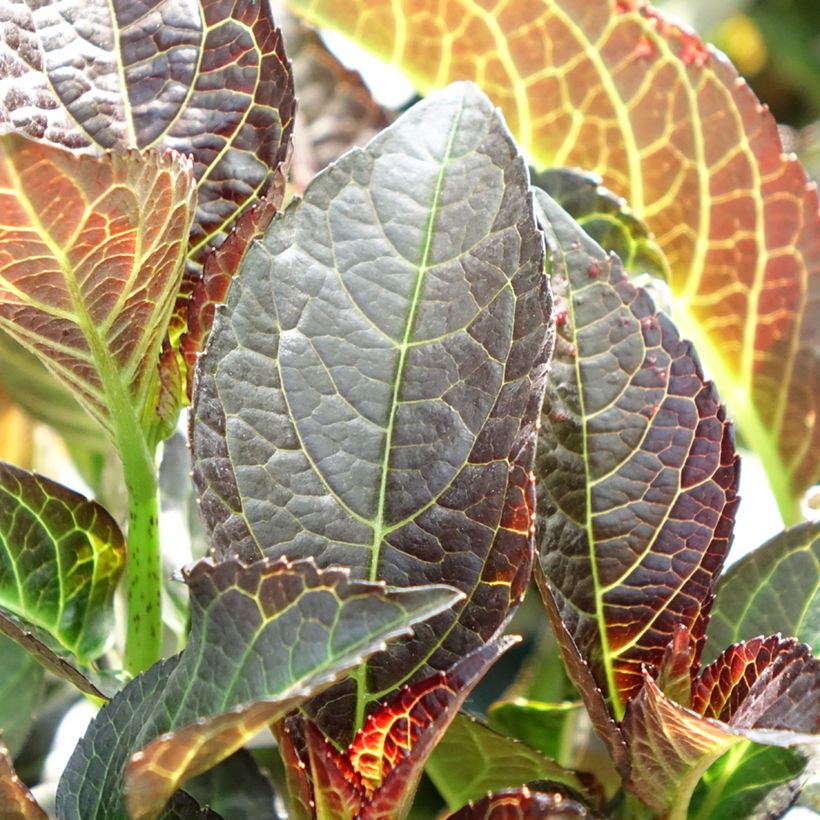 Hydrangea macrophylla 'Hokomamipe'  Midnight Pearl - Bauernhortensie (Foliage)