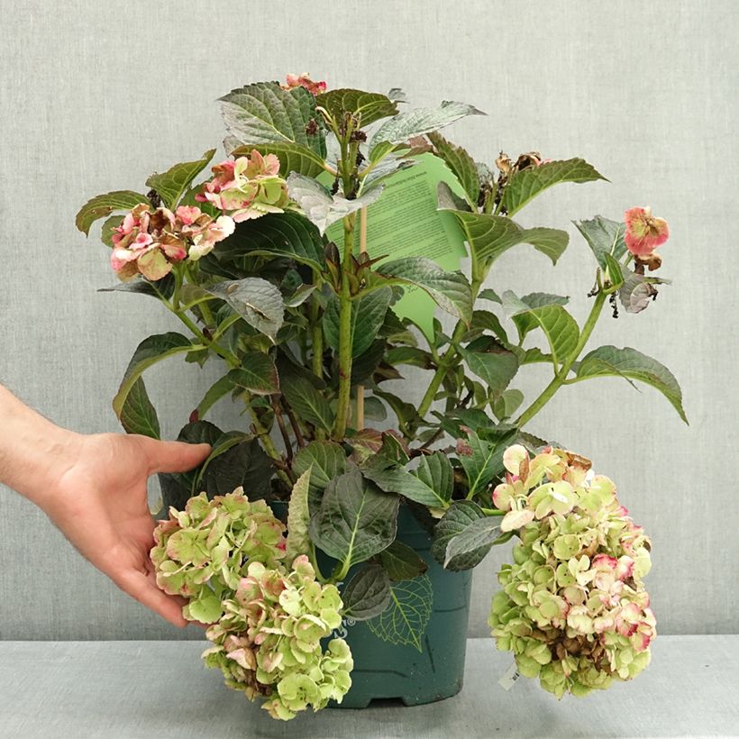 Exemplar von Hydrangea macrophylla 'Hokomamipe'  Midnight Pearl - Bauernhortensie Topf mit 4L/5L wie im Sommer geliefert