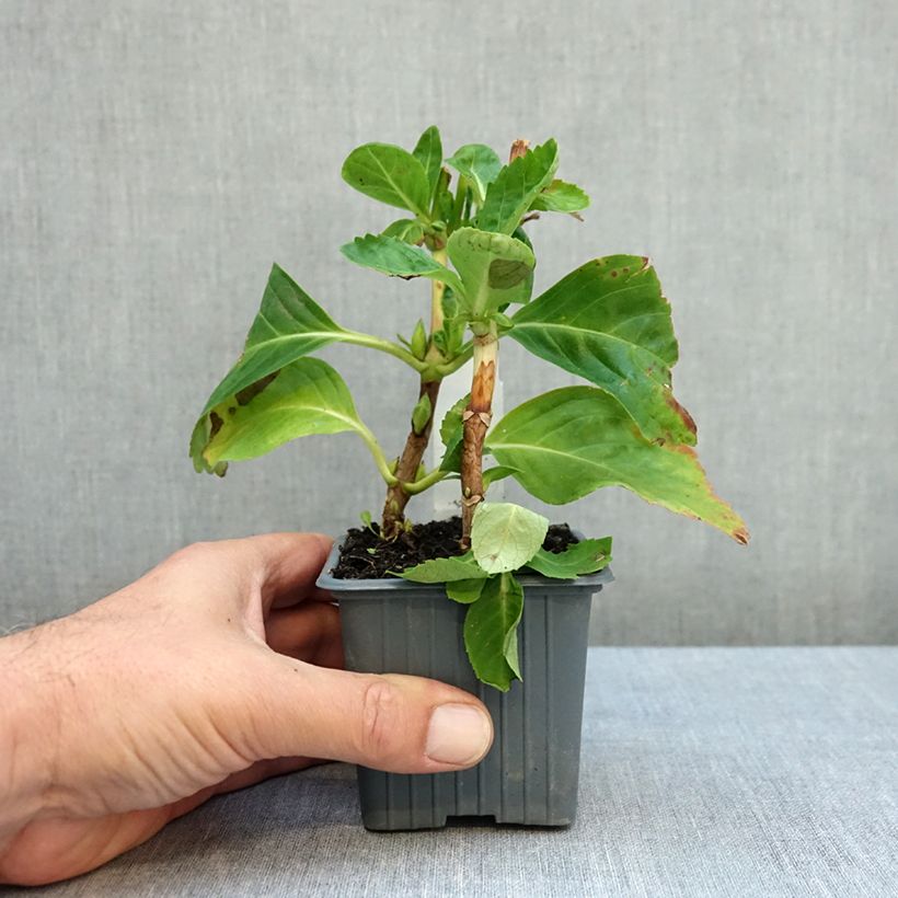 Exemplar von Hydrangea macrophylla Mme Emile Mouillière - Bauernhortensie Kleine Töpfe von 8/9 cm wie im Herbst geliefert