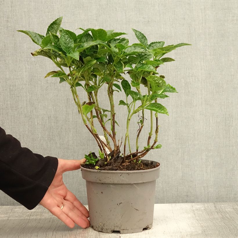 Example of Hydrangea macrophylla Pia - Bauernhortensie Topf mit 2L/3L as you get in automne