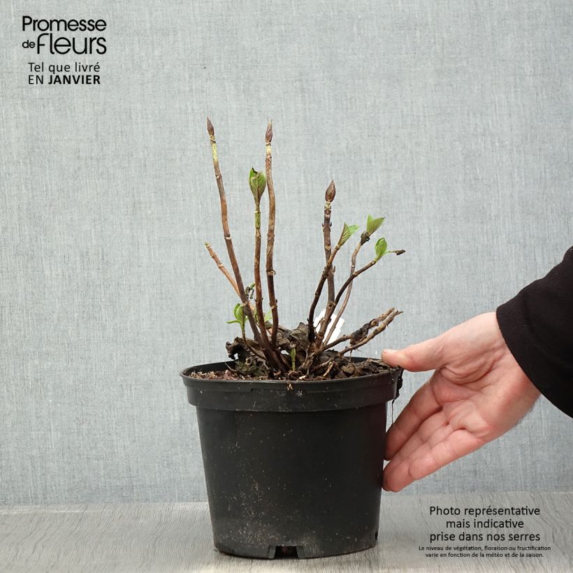 Exemplar von Hydrangea macrophylla Pia - Bauernhortensie Topf mit 2L/3L wie im Winter geliefert