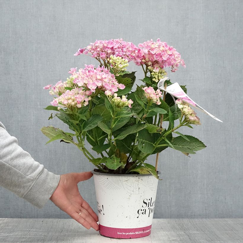 Example of Hydrangea macrophylla Pinky Binder - Bauernhortensie Topf mit 4L/5L as you get in ete