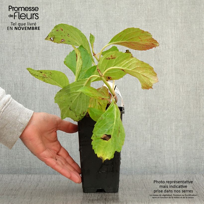 Example of Hydrangea macrophylla Princess Diana - Bauernhortensie Topf mit 1,5L/2L as you get in automne