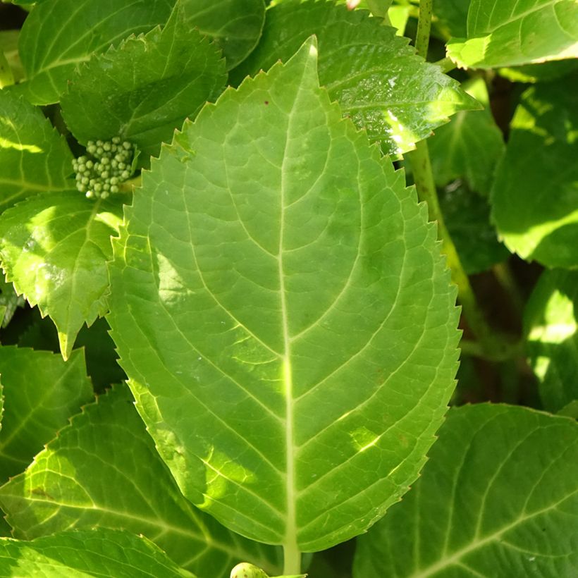Hydrangea macrophylla Rahic - Bauernhortensie (Foliage)