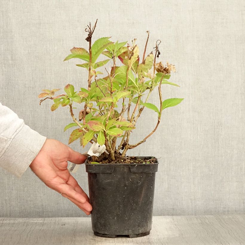 Example of Hydrangea macrophylla Rahic - Bauernhortensie Topf mit 3L/4L as you get in automne