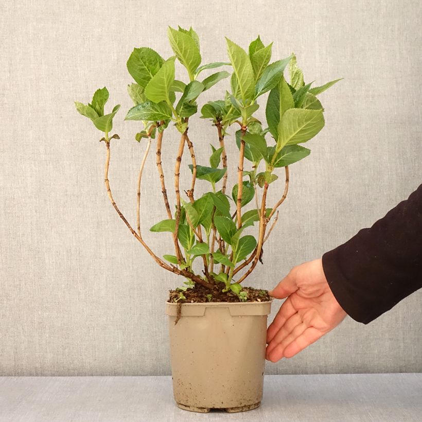 Exemplar von Hydrangea macrophylla Rahic - Bauernhortensie Topf mit 3L/4L wie im Frühjahr geliefert