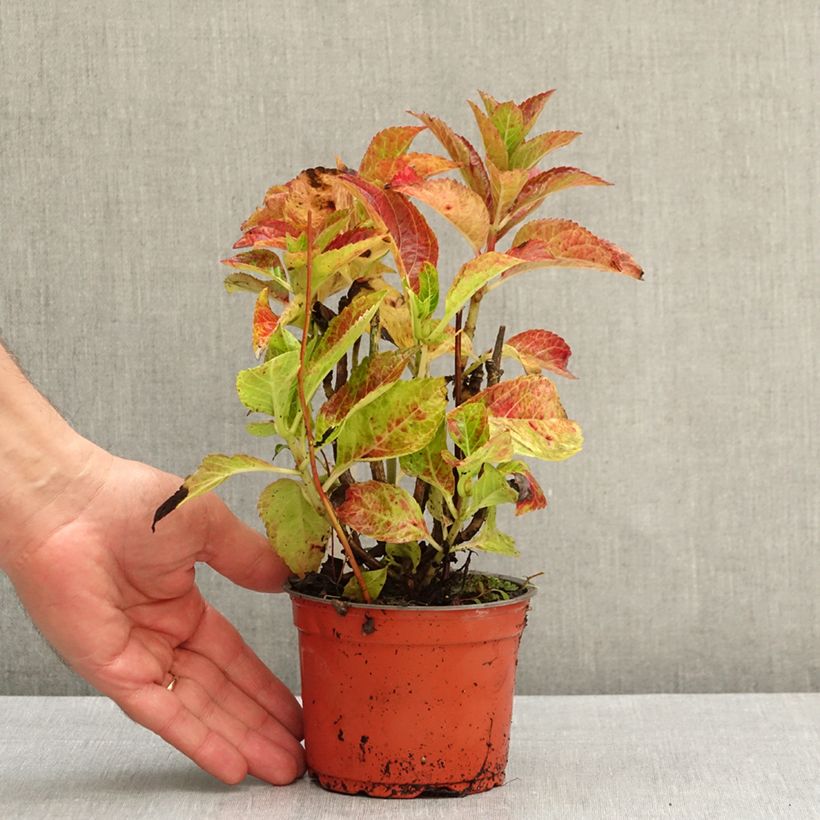 Exemplar von Hydrangea macrophylla Rebellion Dark Pink Love - Bauernhortensie Topf 12 cm / 13 cm wie im Herbst geliefert