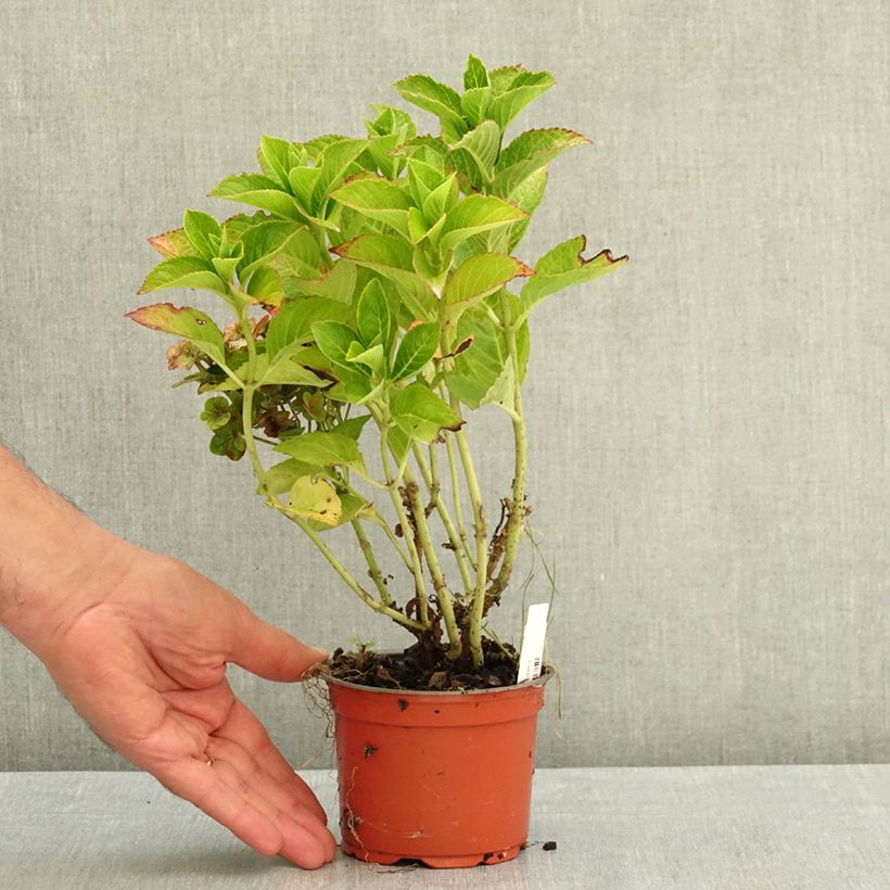 Exemplar von Hydrangea macrophylla Rebellion Ferrari Love - Bauernhortensie Topf 12 cm / 13 cm wie im Sommer geliefert