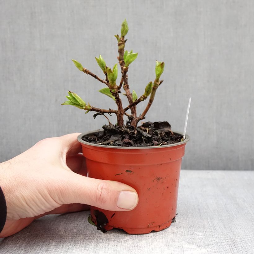 Exemplar von Hydrangea macrophylla Rebellion Ferrari Love - Bauernhortensie Topf 12 cm / 13 cm wie im Winter geliefert