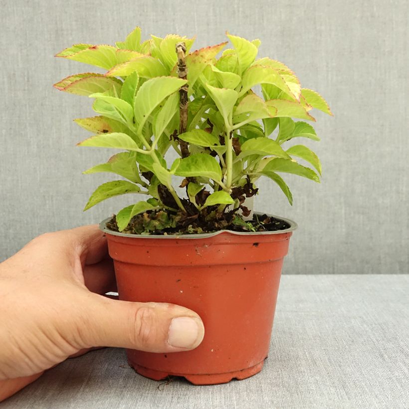 Exemplar von Hydrangea macrophylla Rebellion Red Love - Bauernhortensie Topf 12 cm / 13 cm wie im Sommer geliefert