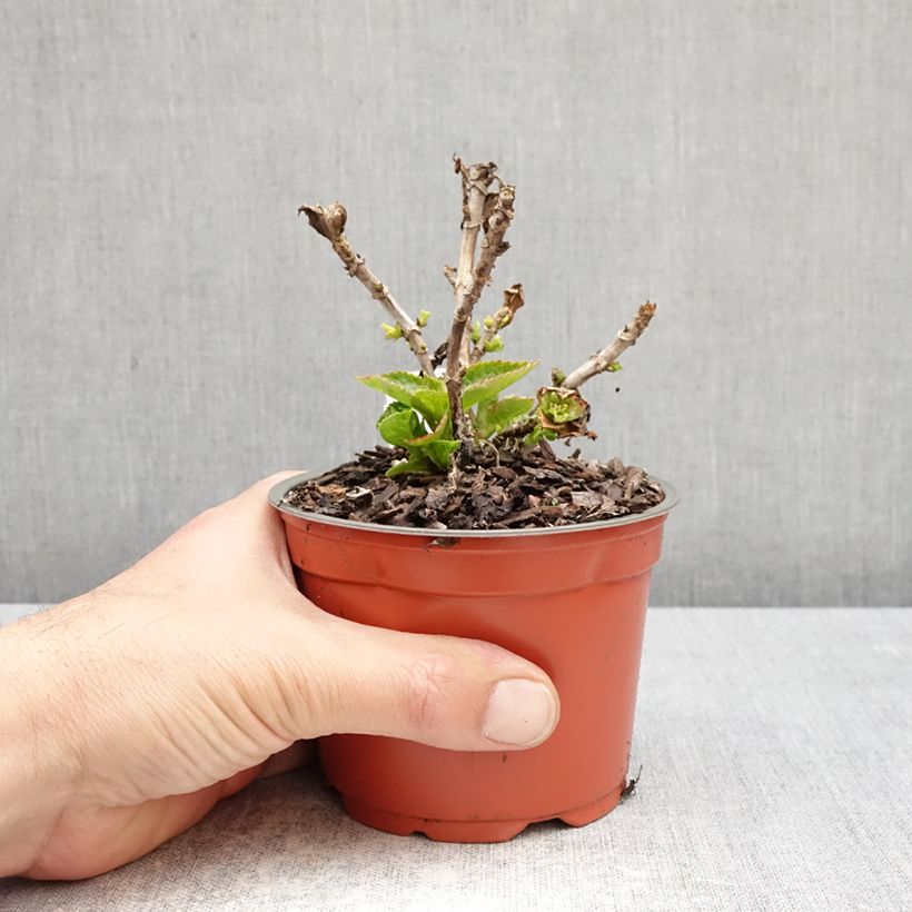 Exemplar von Hydrangea macrophylla Rebellion Red Love - Bauernhortensie Topf 12 cm / 13 cm wie im Frühjahr geliefert