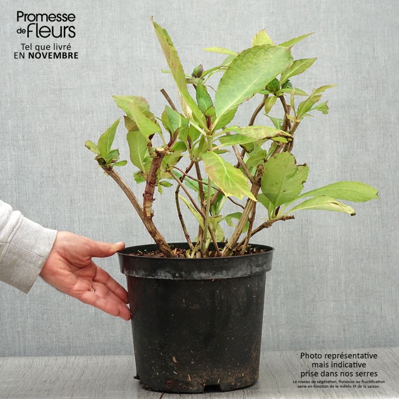 Example of Hydrangea macrophylla Red Ace - Bauernhortensie Topf mit 4L/5L as you get in automne