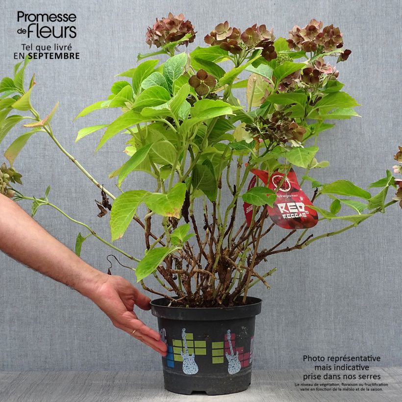 Example of Hydrangea macrophylla Music Collection Red Reggae - Bauernhortensie Topf mit 4L/5L as you get in automne