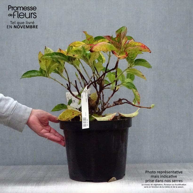 Example of Hydrangea macrophylla Rotschwanz - Bauernhortensie Topf mit 7,5L/10L as you get in automne