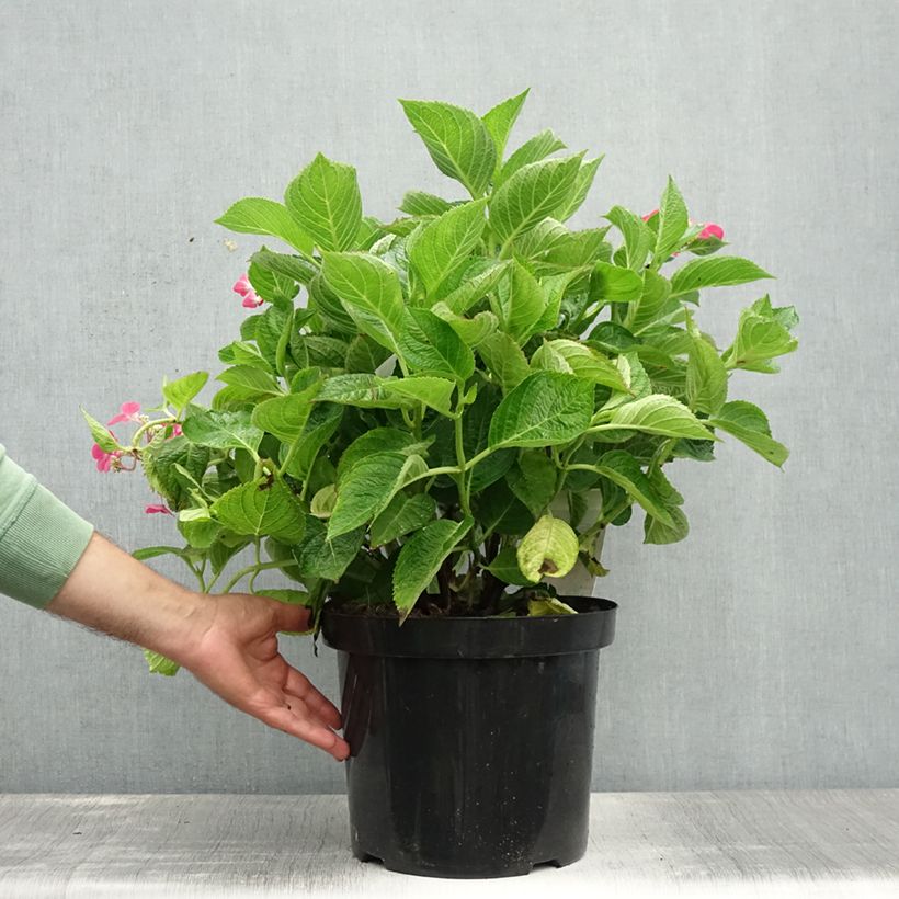 Exemplar von Hydrangea macrophylla Rotschwanz - Bauernhortensie Topf mit 7,5L/10L wie im Sommer geliefert
