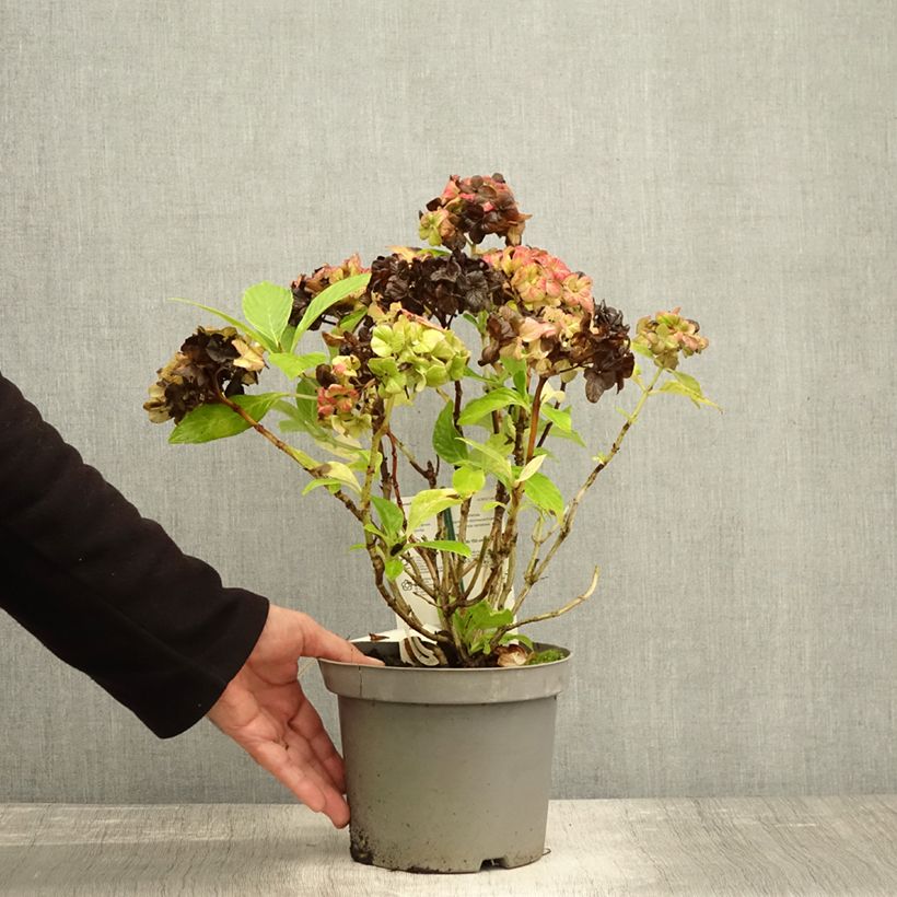 Example of Hydrangea macrophylla Schloss Wackerbarth - Bauernhortensie Topf mit 3L/4L as you get in automne