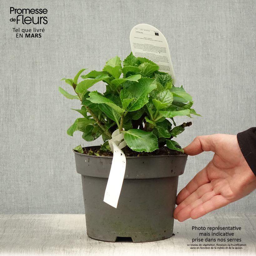 Exemplar von Hydrangea macrophylla Schneeball - Bauernhortensie Topf mit 2L/3L wie im Frühjahr geliefert