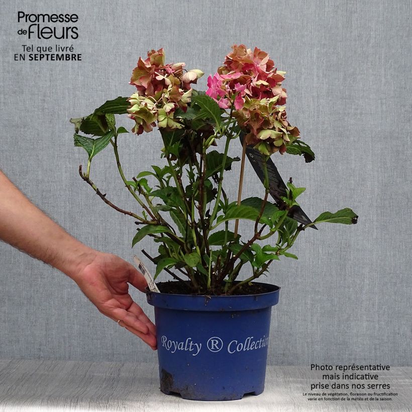 Example of Hydrangea macrophylla Dutch Ladies Selma - Bauernhortensie Topf mit 4L/5L as you get in automne