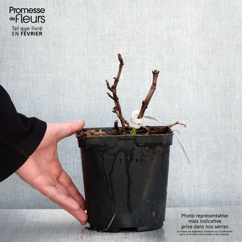 Exemplar von Hydrangea macrophylla So Long Aya - Bauernhortensie Topf mit 3L/4L wie im Winter geliefert