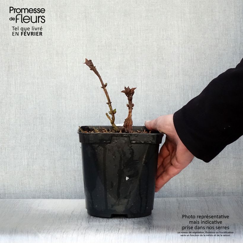 Exemplar von Hydrangea macrophylla So Long Starlit Sky - Bauernhortensie Topf mit 3L/4L wie im Winter geliefert