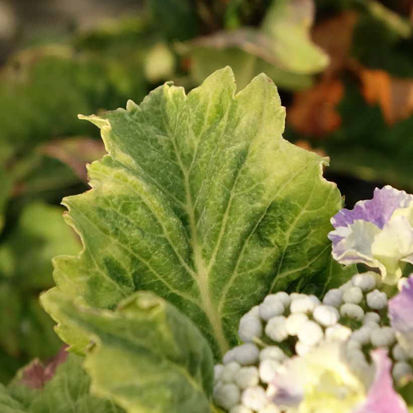 Hydrangea macrophylla So Long Starlit Sky - Bauernhortensie (Foliage)