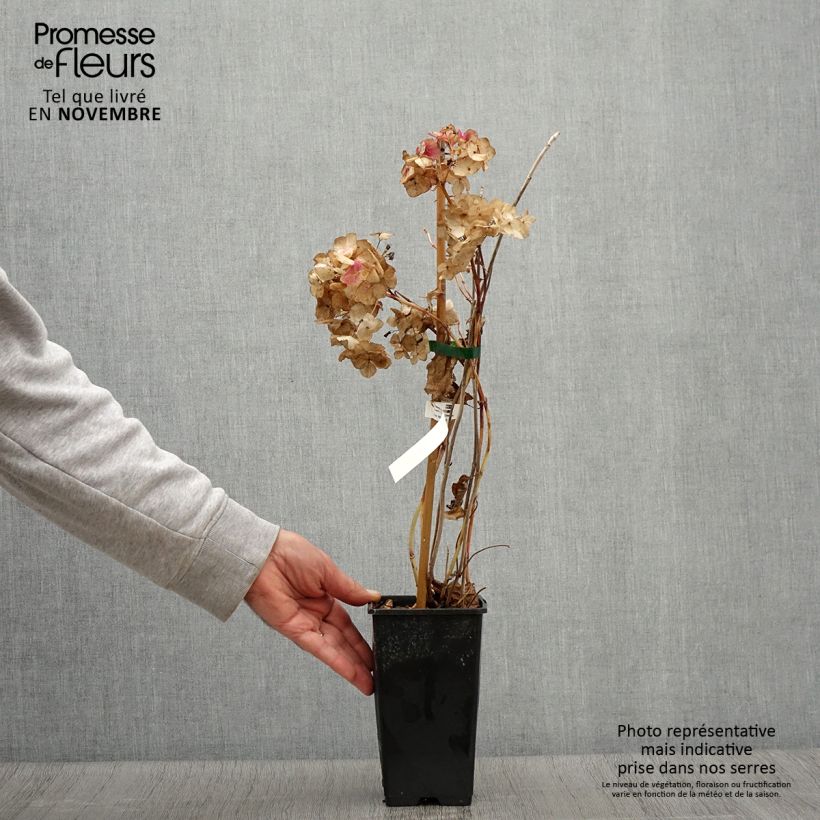 Example of Hydrangea macrophylla So Long Rosy - Bauernhortensie Topf mit 1,5L/2L as you get in automne
